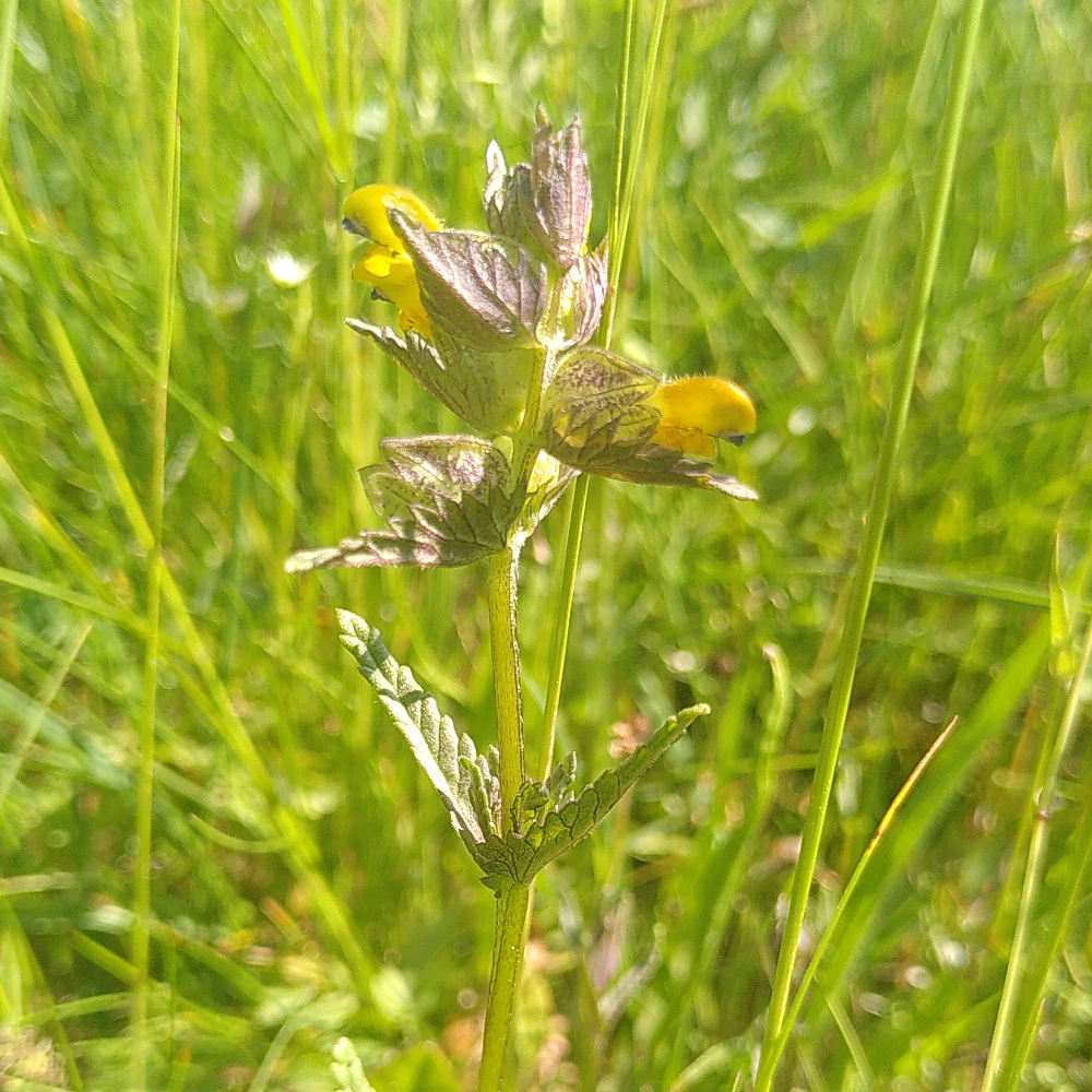 Ängsskallra