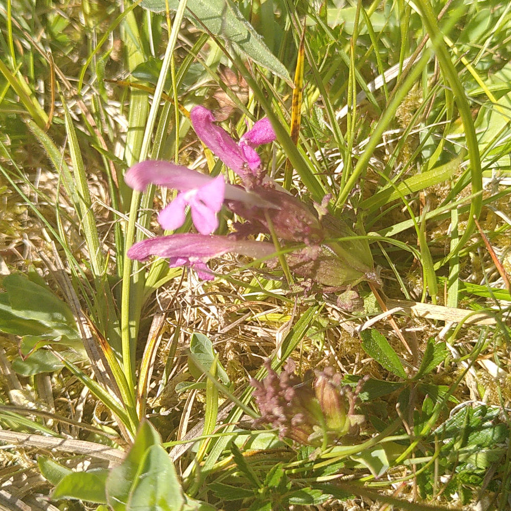 Granspira