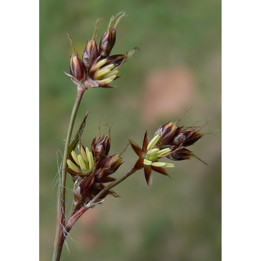 Knippfryle