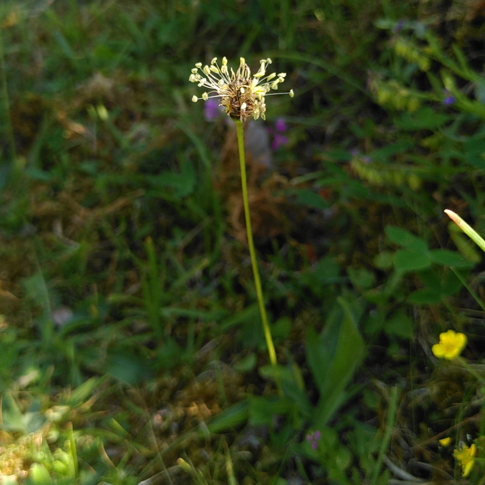 Svartkämpar