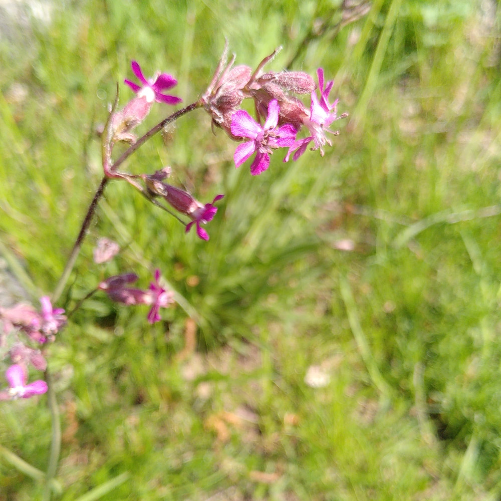 tjärblomster