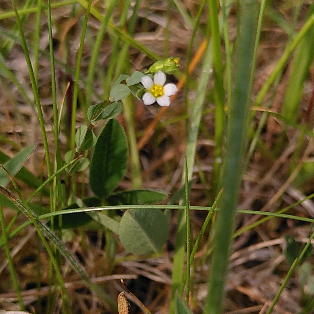 Vildlin