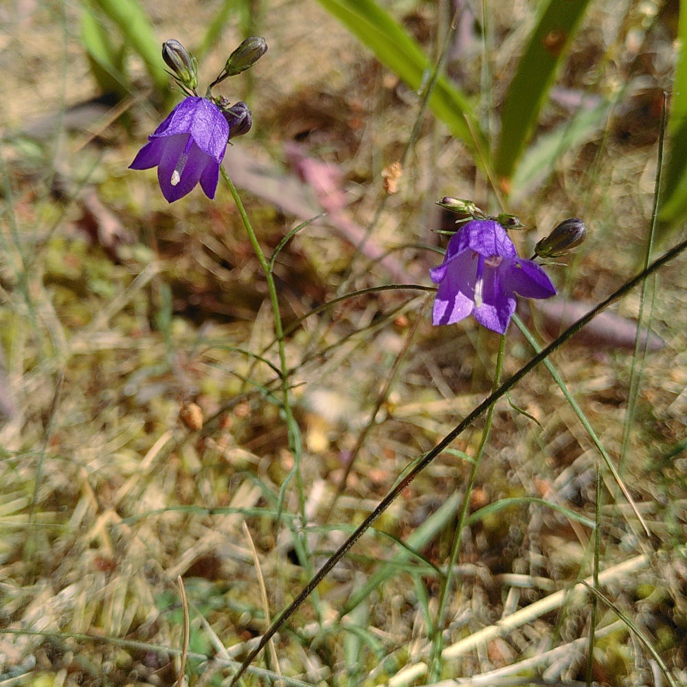 Liten blåklocka