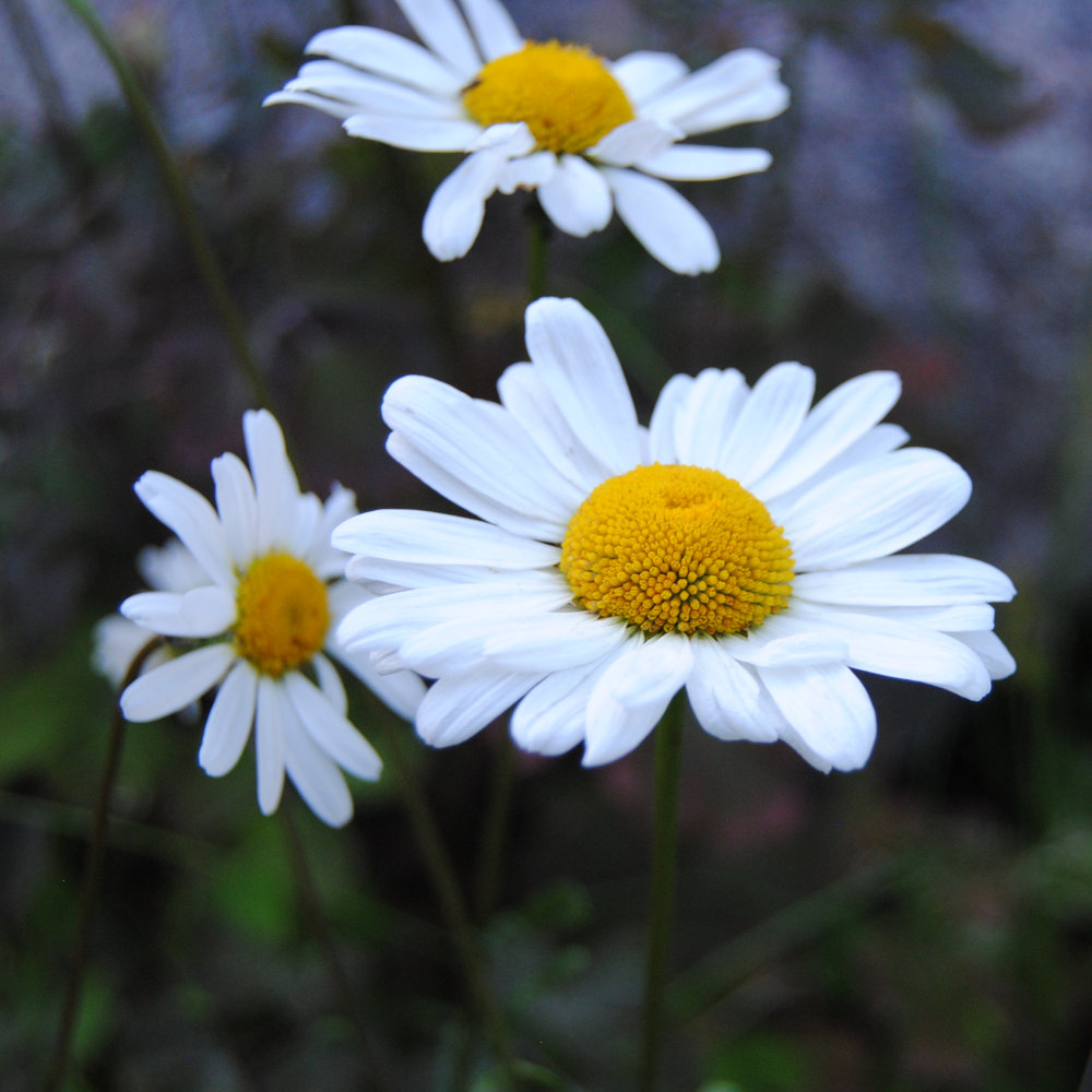 Prästkrage - blomma
