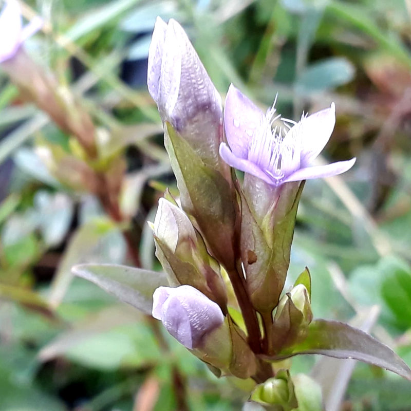 Fältgentiana