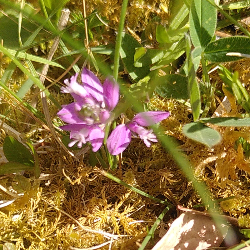 Jungfrulin