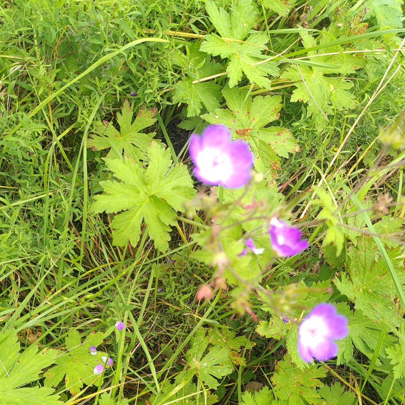 Midsommarblomster