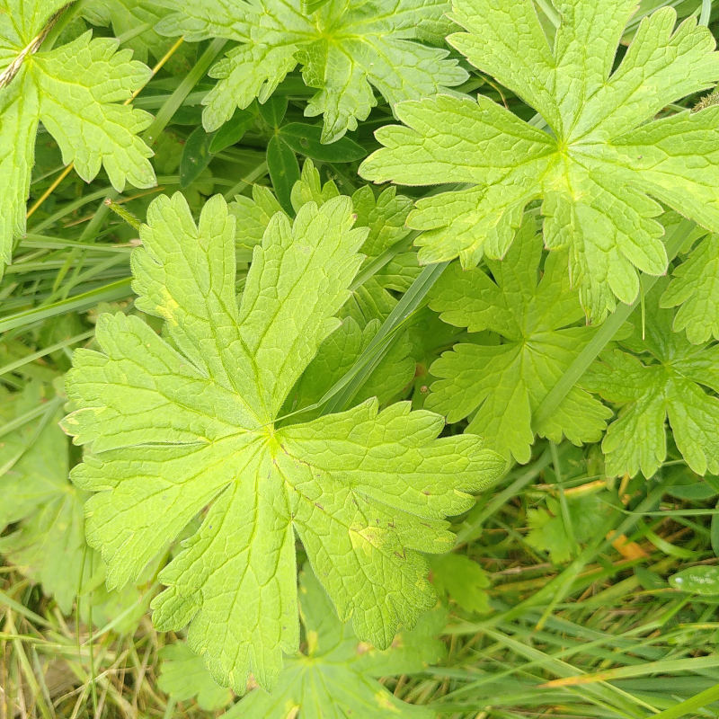 Midsommarblomster blad