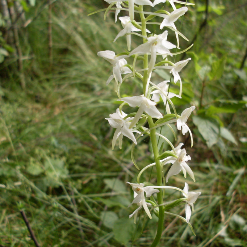 Nattviol