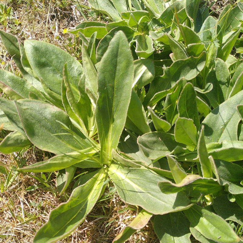Slåttergubbe blad