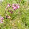 tjärblomster