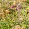 Humleblomster