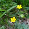 Smörblomma