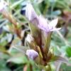 Fältgentiana
