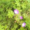 Midsommarblomster
