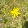 Svinrot blomma